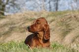 SETTER IRLANDAIS 303